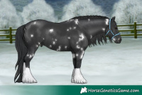 Horse Color:White Spotted Black Rabicano