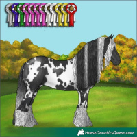 Horse Color:White Spotted Black