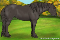 Horse Color:Smoky Black 