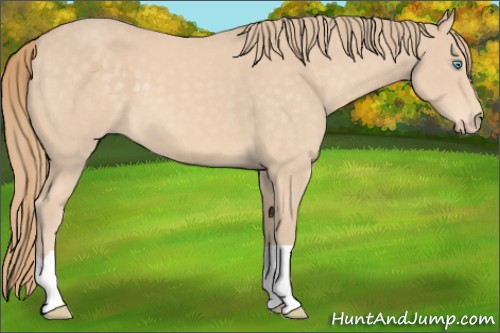 Horse Color:Chocolate Perlino 