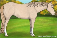 Horse Color:Chocolate Perlino 