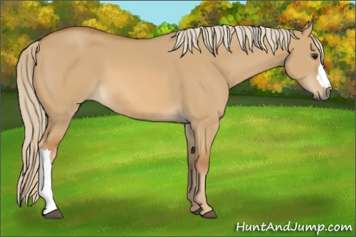 Horse Color:Red Dun