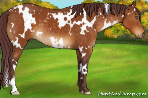 Horse Color:White Spotted Chocolate Buckskin 