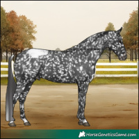 Horse Color:Black Appaloosa 