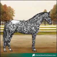 Horse Color:Black Appaloosa 