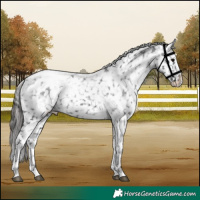 Horse Color:Black Appaloosa 