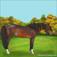 Horse Color:Bay Rabicano 