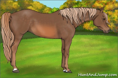 Horse Color:Chestnut 