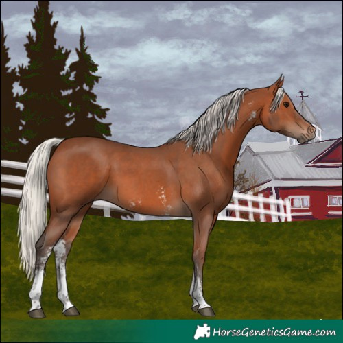 Horse Color:Silver Brown Sabino