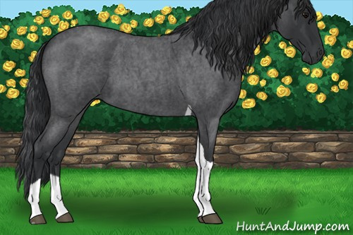 Horse Color:Blue Roan Tobiano 