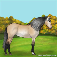 Horse Color:Gray Bay Dun 