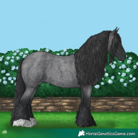 Horse Color:Blue Roan 