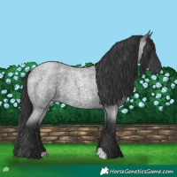 Horse Color:Blue Roan