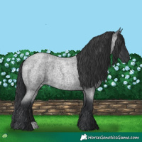 Horse Color:Blue Roan 