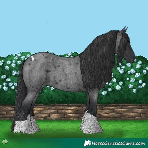 Horse Color:Blue Roan Tobiano