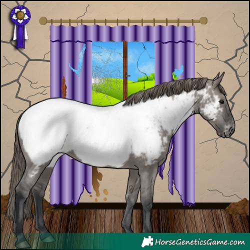Horse Color:Grullo Appaloosa 