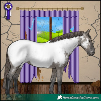 Horse Color:Grullo Appaloosa