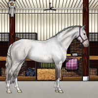 Horse Color:Silver Grullo Roan 