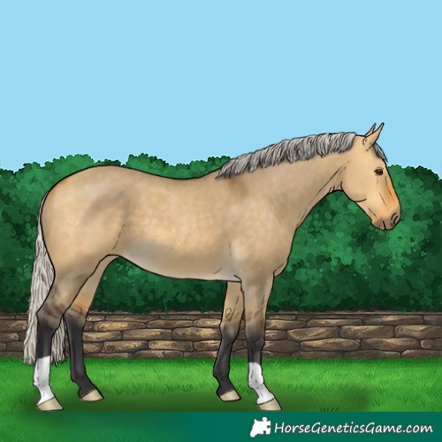 Horse Color:Silver Buckskin Dun
