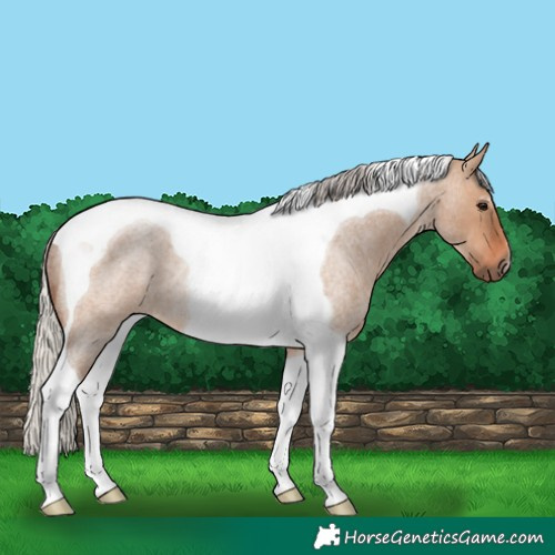 Horse Color:Silver Brown Roan Dun Tobiano Rabicano