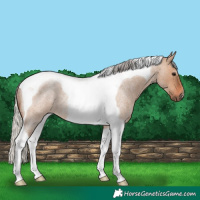 Horse Color:Silver Brown Roan Dun Tobiano Rabicano 