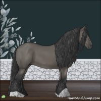 Horse Color:Grullo