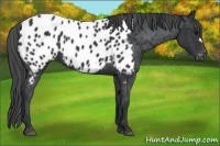 Horse Color:Black Appaloosa 