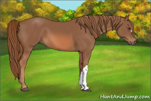Horse Color:Chestnut 