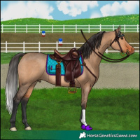 Horse Color:Bay Dun Rabicano 