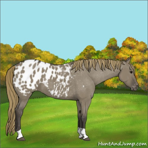 Horse Color:Smoky Grullo Tobiano Appaloosa 