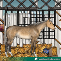 Horse Color:Silver Buckskin Dun Rabicano