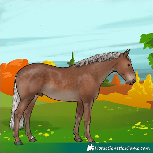 Horse Color:Silver Black 