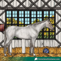 Horse Color:Silver Grullo Roan 
