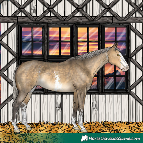 Horse Color:Silver Buckskin Dun Sabino Rabicano