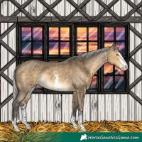 Horse Color:Silver Buckskin Dun Sabino Rabicano