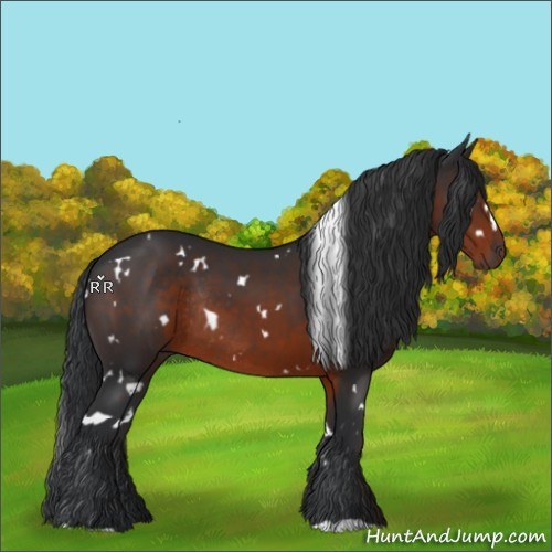 Horse Color:White Spotted Brown Rabicano 