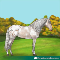 Horse Color:White Spotted Silver Brown Dun Appaloosa Rabicano 