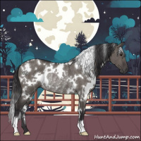 Horse Color:White Spotted Smoky Grullo Rabicano
