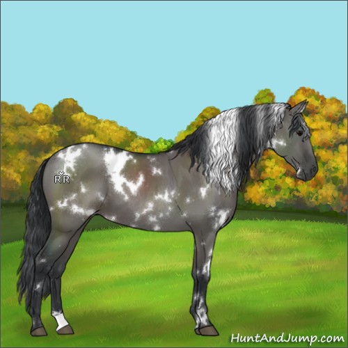 Horse Color:White Spotted Grullo 
