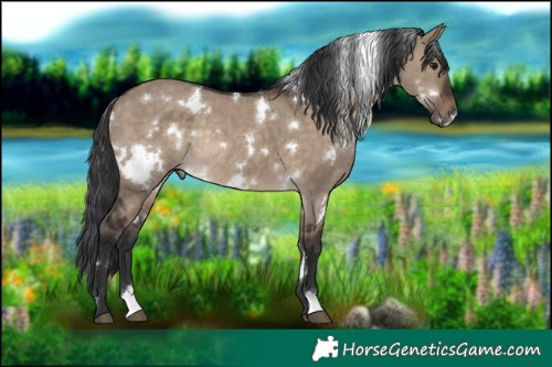 Horse Color:White Spotted Brown Dun Rabicano