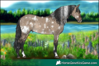 Horse Color:White Spotted Brown Dun Rabicano 