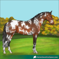 Horse Color:White Spotted Brown