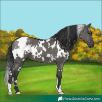 Horse Color:White Spotted Grullo 