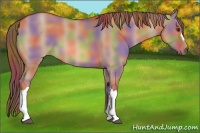 Horse Color:Nacre Red Dun 