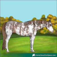 Horse Color:Liver Chestnut Sabino