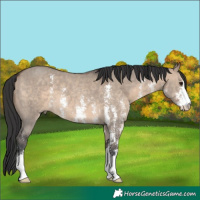 Horse Color:Brown Dun Sabino 