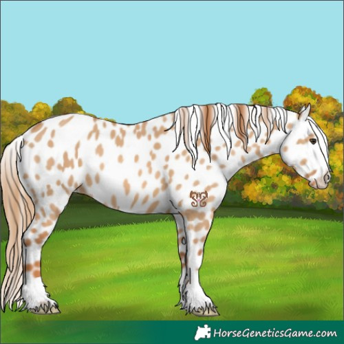 Horse Color:Red Dun Appaloosa