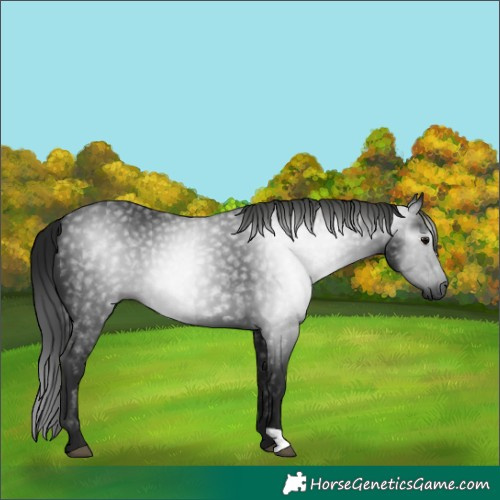 Horse Color:Gray Black 