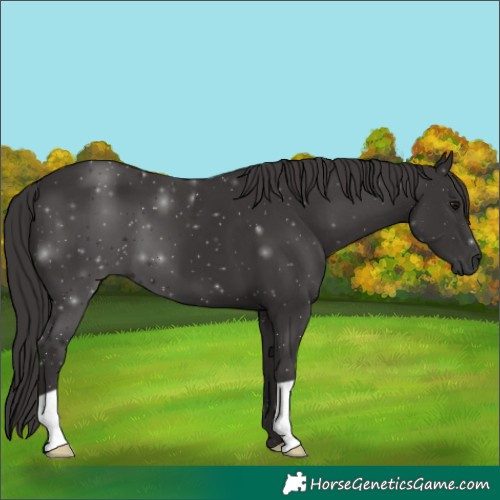 Horse Color:Smoky Black 