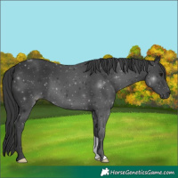 Horse Color:Black 